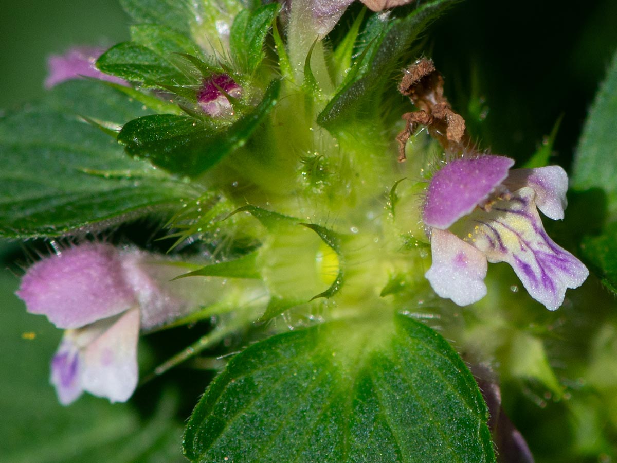 Blüten